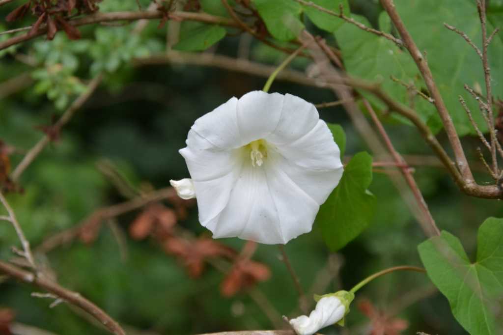 DSC_5780Mittel_.JPG